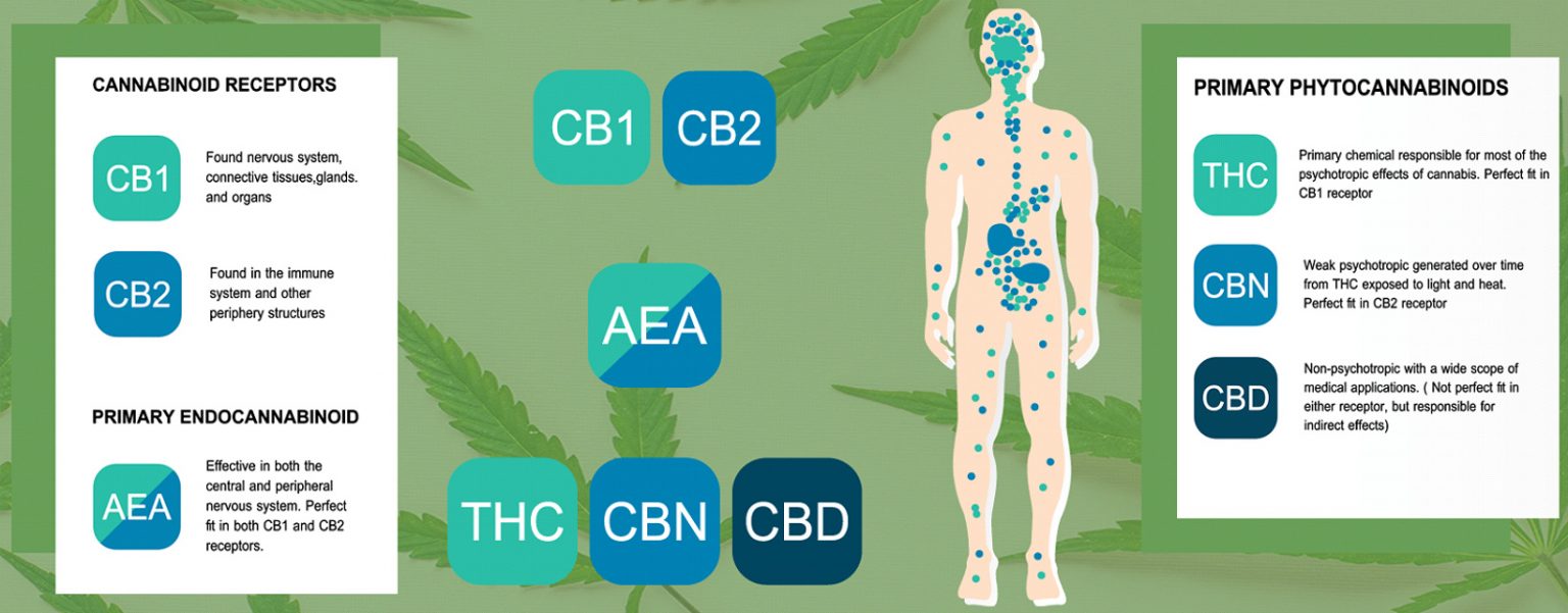 The Endocannabinoid System: All Mammals Have It including YOU!